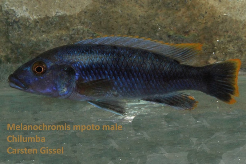 Melanochromis mpoto 'Chilumba'